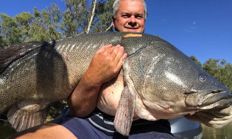 Murray Cod [Archive] -  Forum