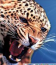 Pantheraonca's Avatar
