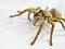 fat spider's Avatar