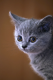 mycatblogs's Avatar