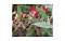 plantsonline's Avatar
